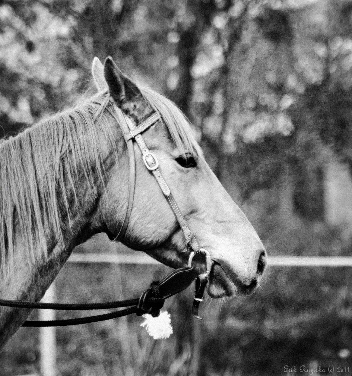 kone-016.jpg