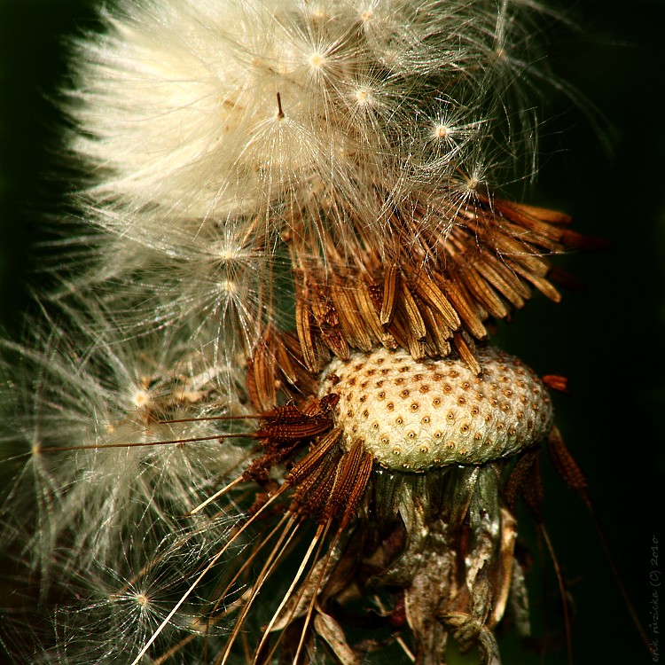 IMG_7489.JPG