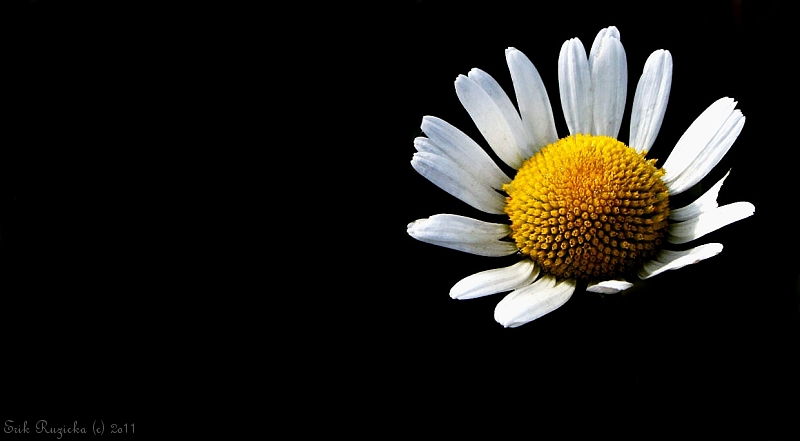 makro-026.jpg