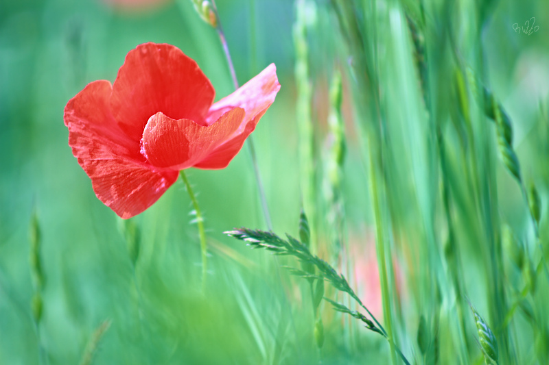 IMG_1518web