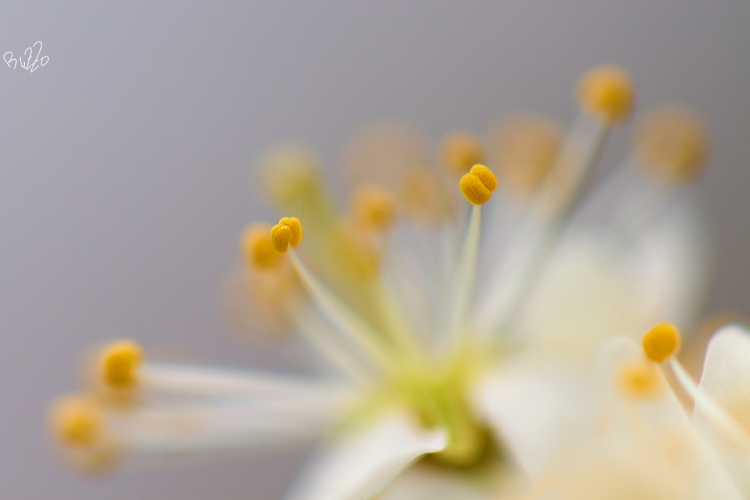 IMG_4908web